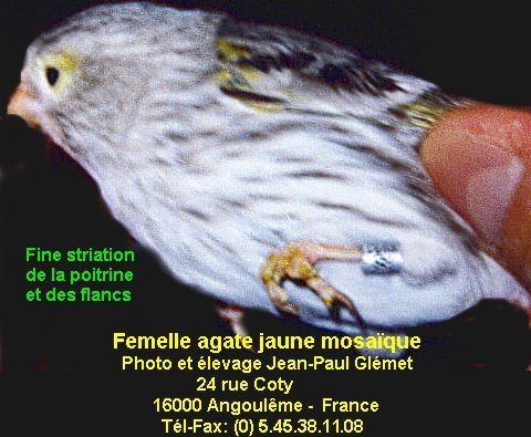 Les agates prsentent un dessin stri noir discontinu depuis le haut du dos. Les flancs sont stris. Les stries seront fines et se dtacheront sur un fond parfaitement dpourvu de brun ce qui laissera voir le pigment lipochromique ou prendra une teinte gris argent chez le mosaque et le fond blanc. Les rmiges et rectrices ont des bordures sans traces bruntres, laissant voir le pigment lipochromique ou de tonalit gris argent chez le mosaque et le fond blanc. Le dessin de tte est particulier: le front est assez clairci sauf chez le femelle mosaque, le dessin est condens sur la tte des intensifs(calotte) et stri chez les autres. Sauf chez le mosaque, il y a une ligne oculaire sans mlanine et des moustaches de chaque ct du bec. Le bec, les pattes et les ongles sont clairs.