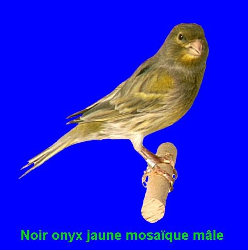 Dernire mutation apparue chez le canari couleur elle se traduit par une modification de la disposition de la mlanine  l'intrieur de la plume. Le pigment sombre s'tend vers l'interstrie ce qui donne un voile sur l'oiseau.