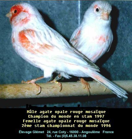 Les agate opale prsentent un dessin stri gris bleut, discontinu depuis le haut du dos. Les flancs sont stris. Les stries seront fines et se dtacheront sur un fond parfaitement dpourvu de brun et trs dilu, ce qui laissera voir le pigment lipochromique ou prendra une teinte presque blanche chez le mosaque et le fond blanc. Le dessin de tte correspondra  celui de l'agate classique correspondant mais avec la tonalit gris bleut. Le bec, les pattes et les ongles sont clairs.