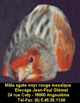 Dernire mutation apparue chez le canari couleur elle se traduit par une modification de la disposition de la mlanine  l'intrieur de la plume. Le pigment sombre s'tend vers l'interstrie ce qui donne un voile sur l'oiseau.